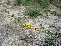 lotus scoparius